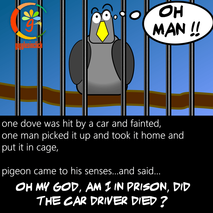 parrot, dove, accident, cage, giggles, gigglesinclick.com